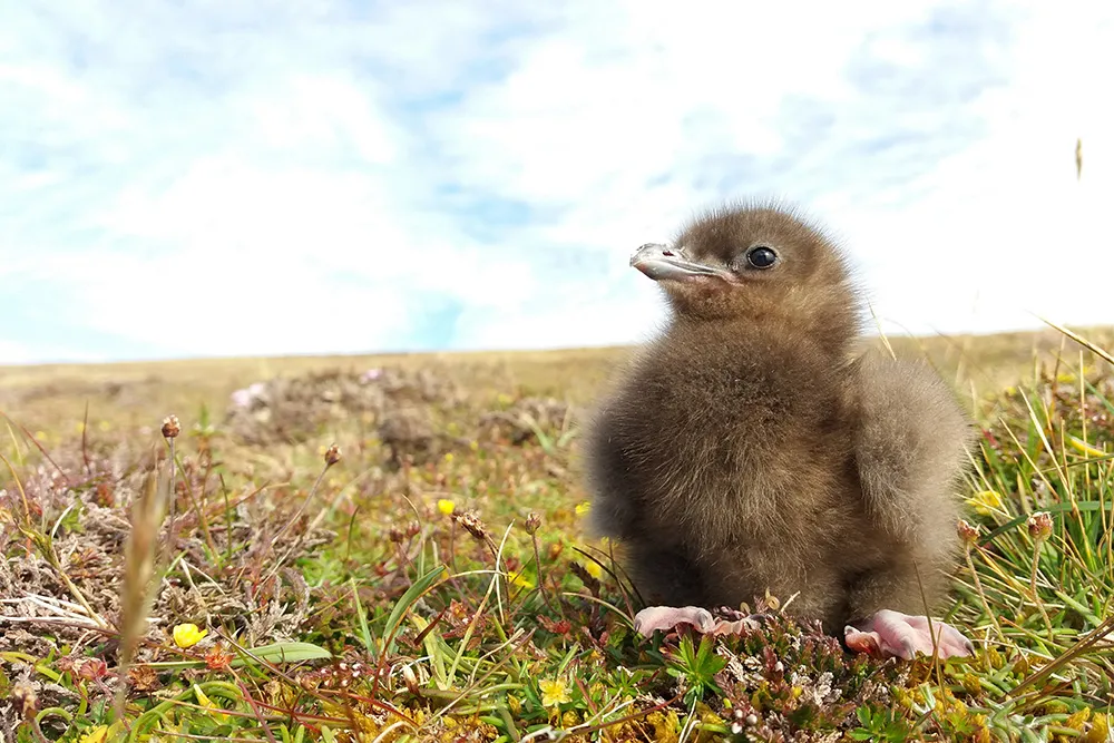 Arctic Skua chick, by Sarah Harris / BTO