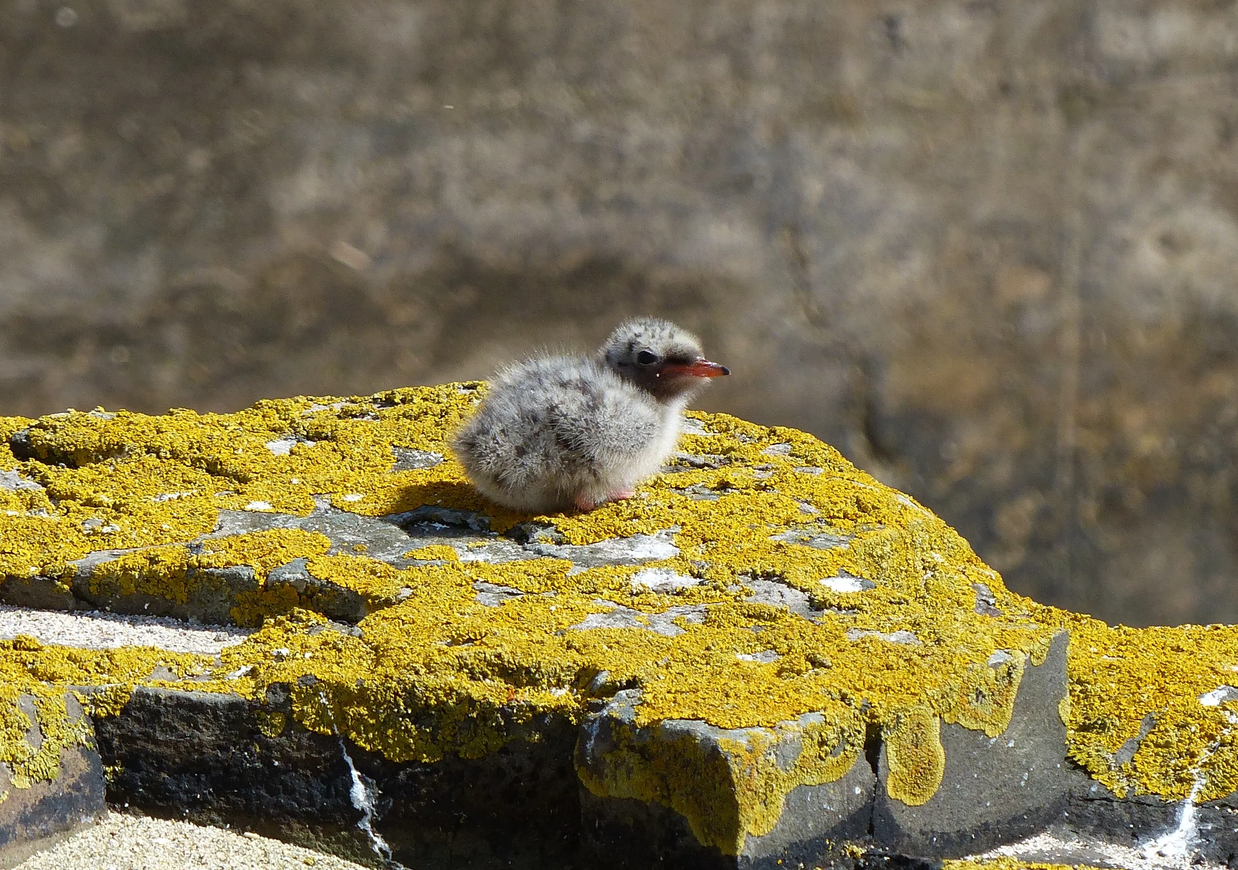 Tiny Arctic Tern chick sitting on a yellow, lichen covered rock