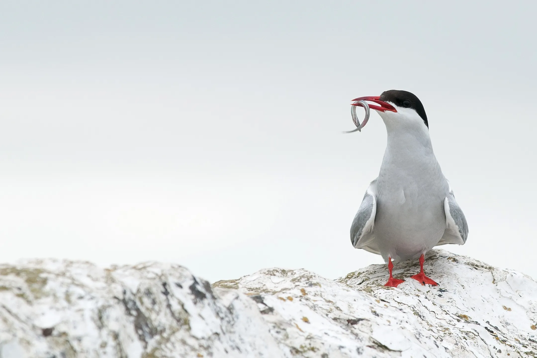 Arctic Tern, by Sarah Kelman / BTO