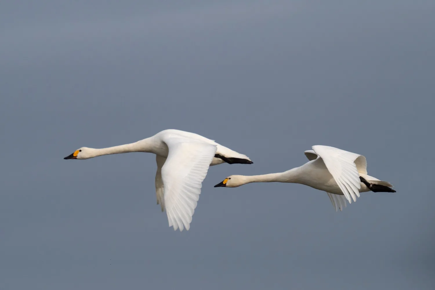 International Swan Census