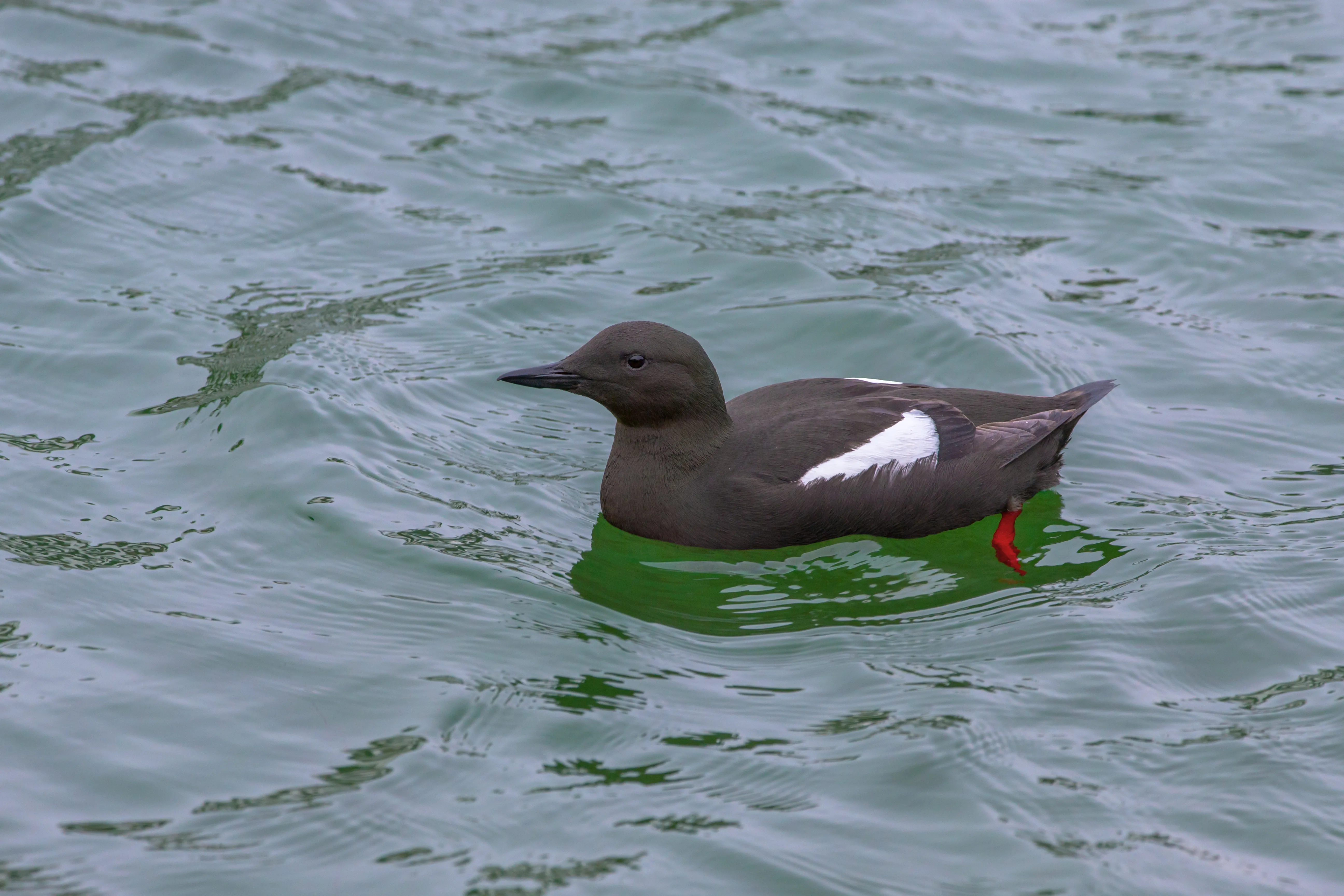 Black Guillemot on the water