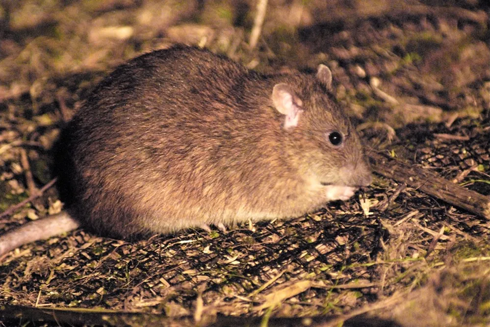 Brown rat, by Neil Calbrade / BTO