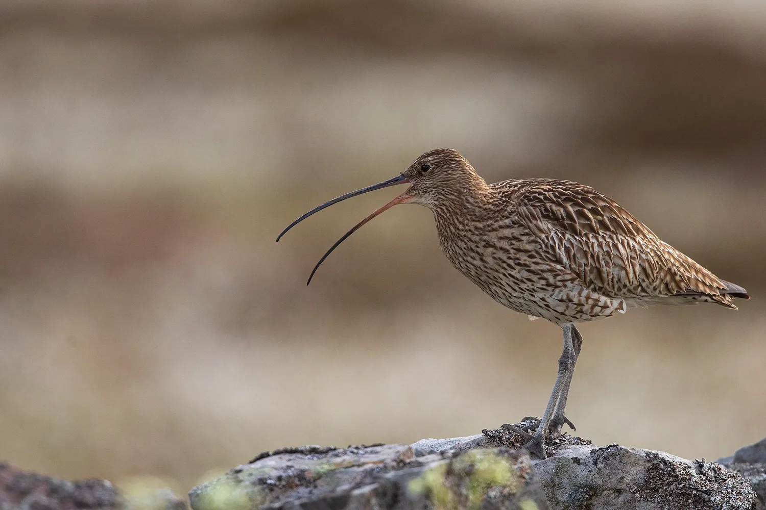 Breeding Wader Appeal