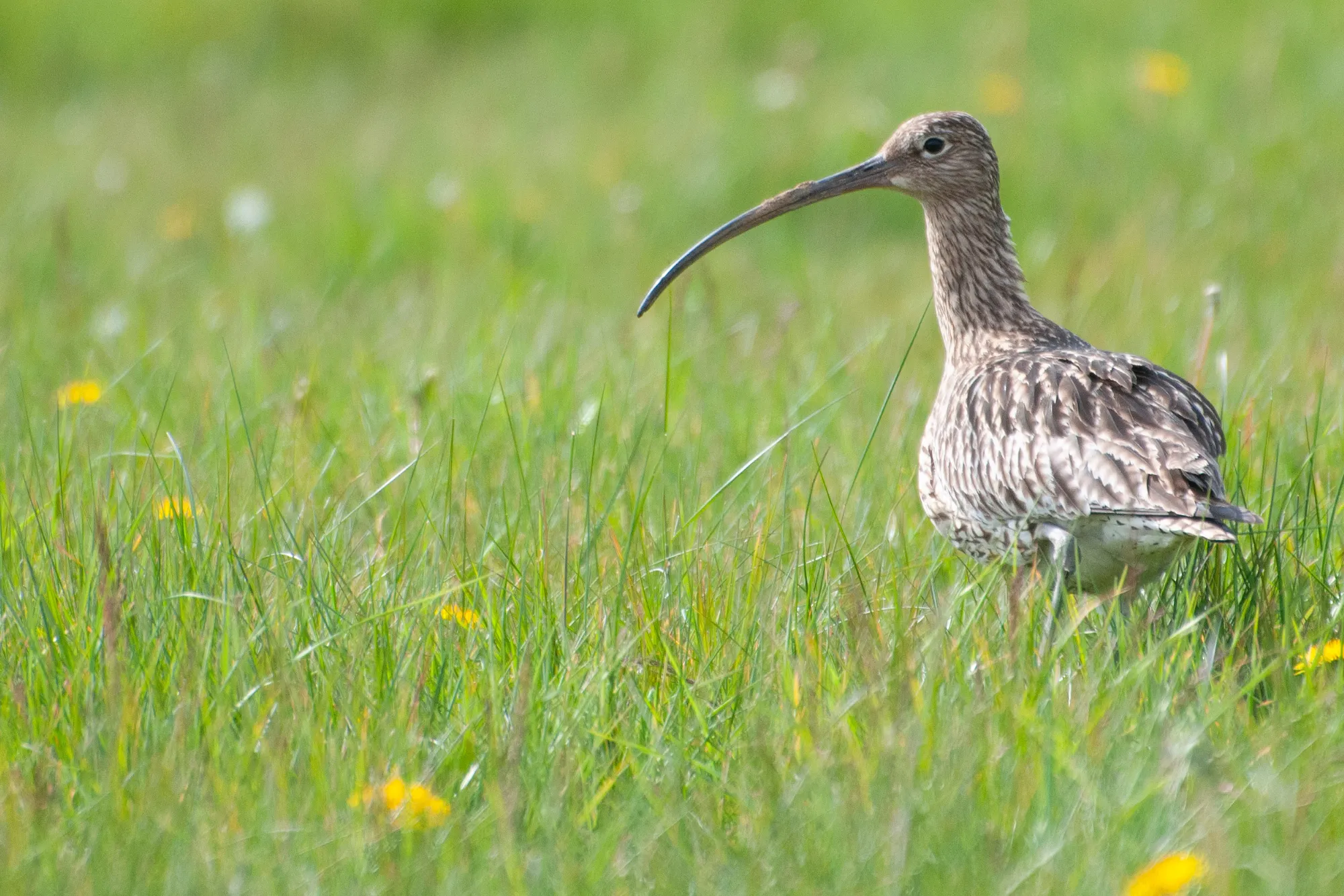 Curlew, by Neil Calbrade / BTO