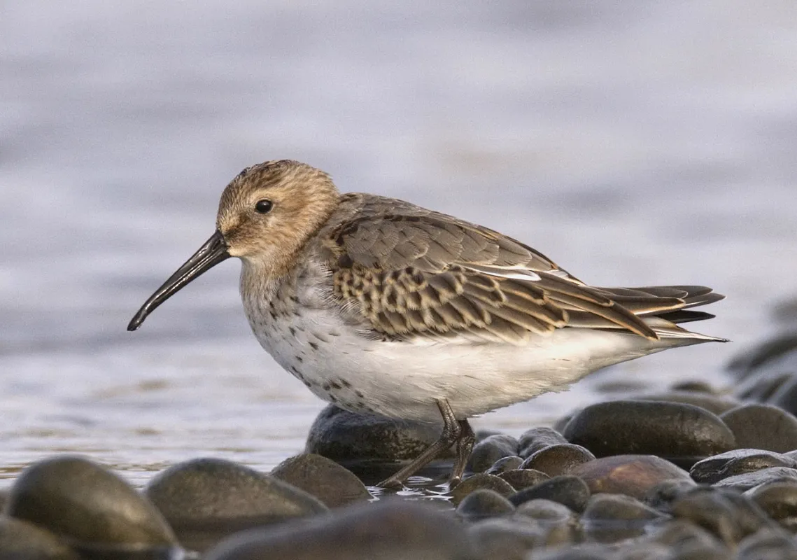Dunlin by Chris Mills norfolkbirding.com