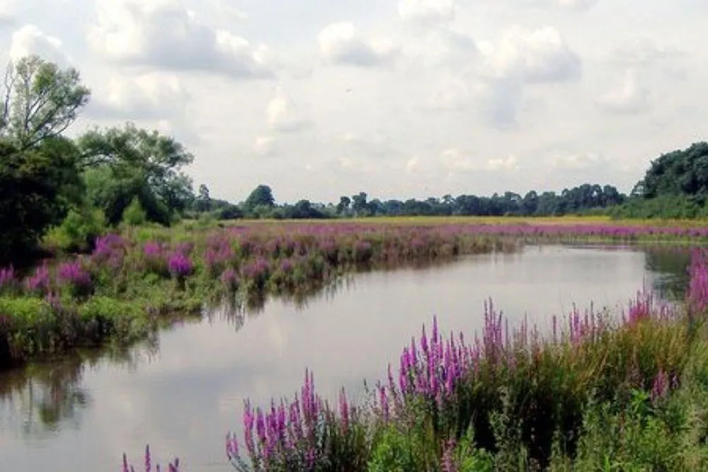 Nunnery Lakes Reserve