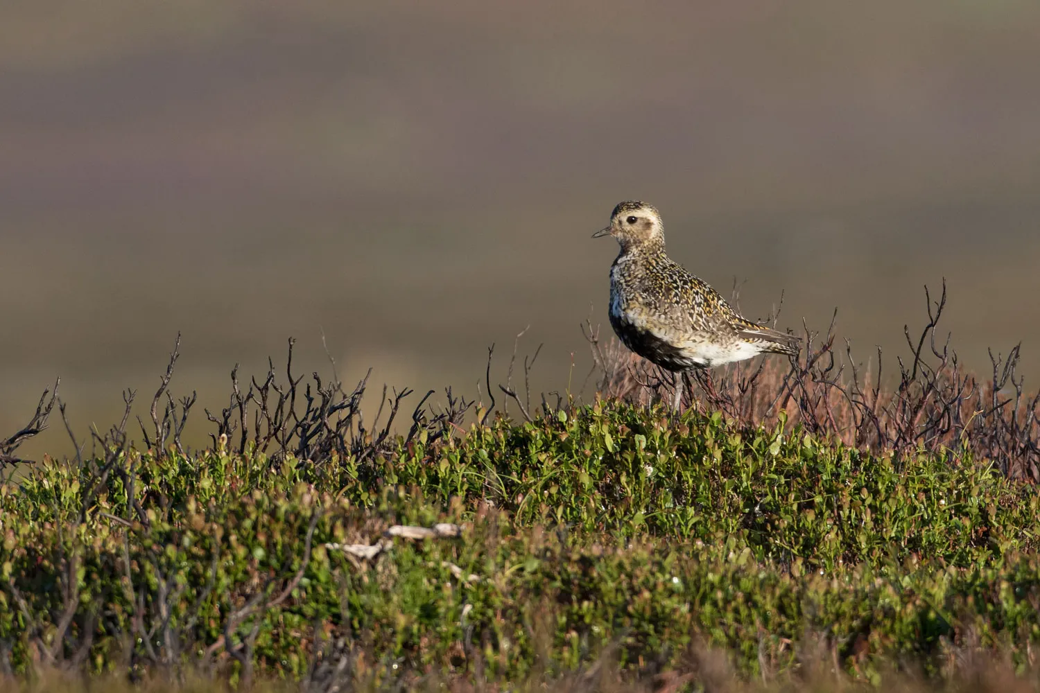 Golden Plover, by Liz Cutting / BTO