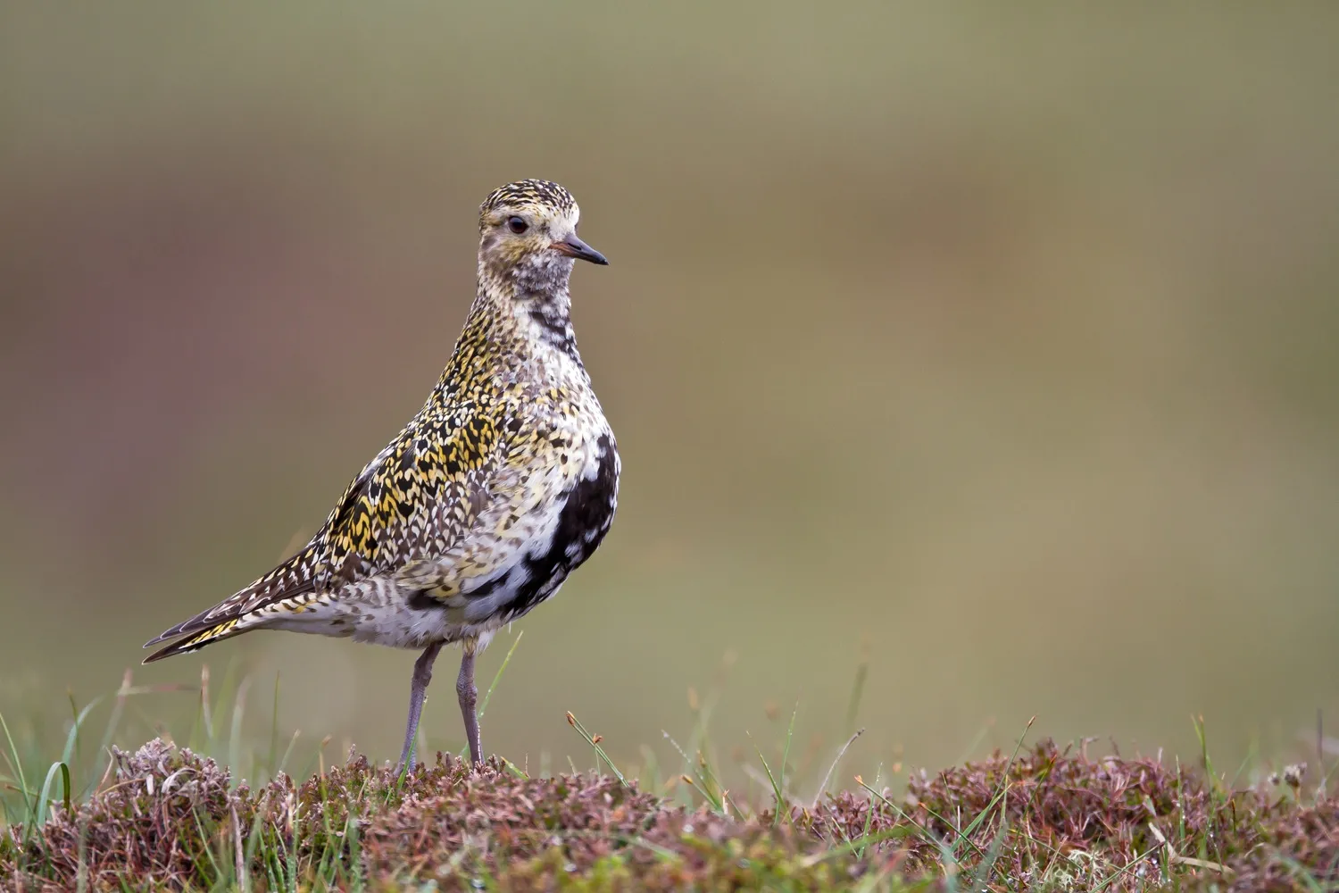 Golden Plover, by Paul Hillion / BTO