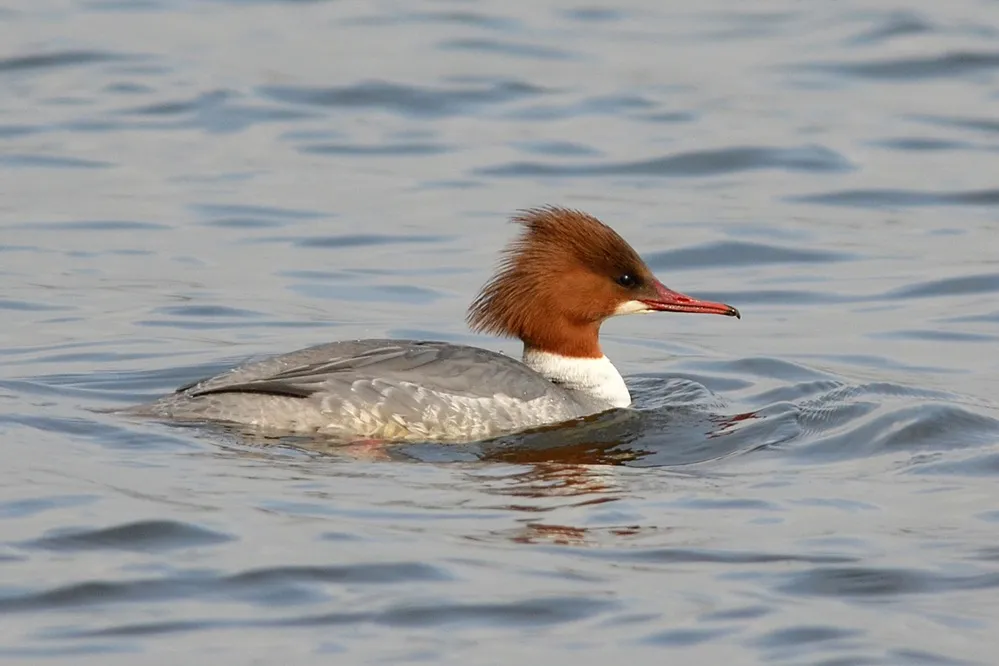 Goosander, by Adam Jones / BTO