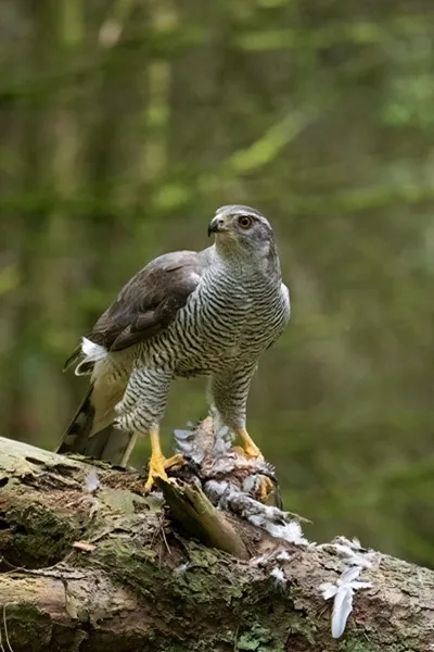 GPS tracking of young Goshawks in lowland England