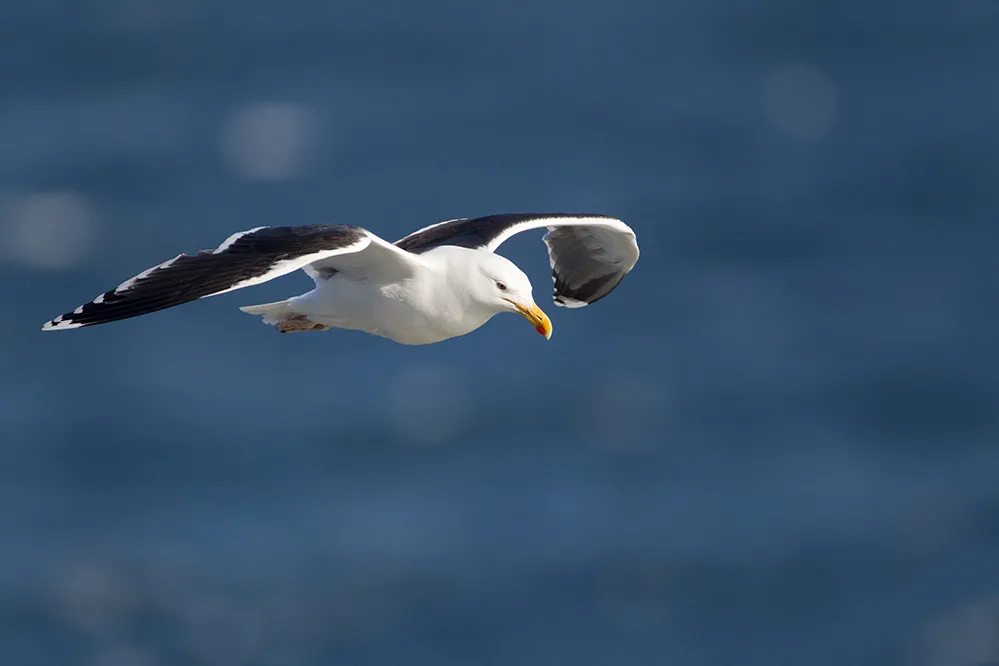 Grest Black-backed Gull flying against dark blue water.