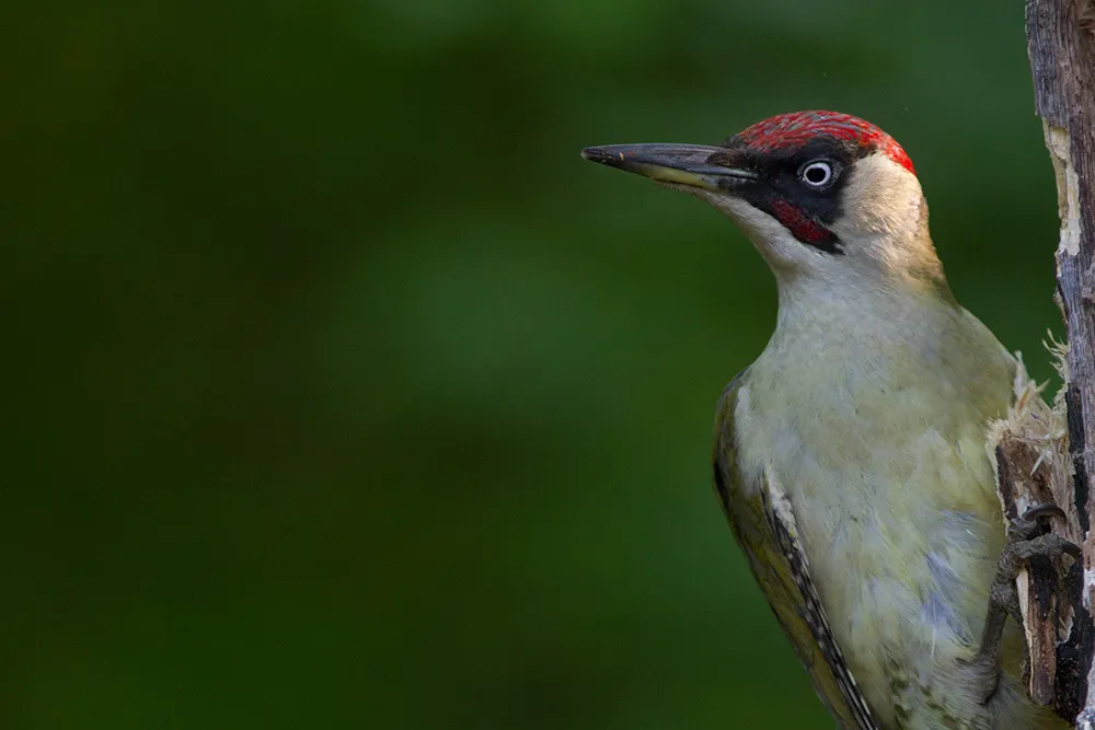 Green Woodpecker, by Edmund Fellowes / BTO