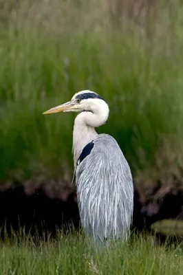 Heronries Census Summary 2025