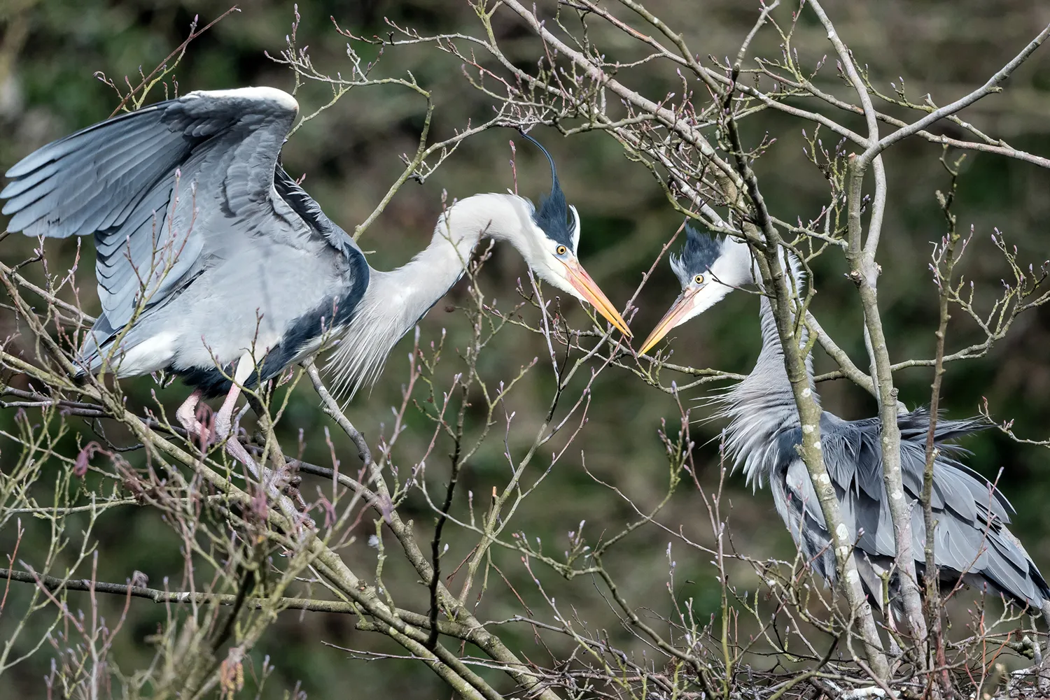 Grey Herons at their nest, by Philip Croft / BTO