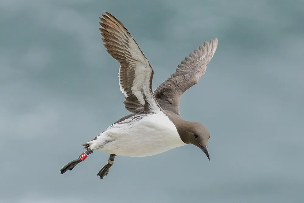 Guillemot flying with wings outstretched against a grey / blue sky. The bird has a red engraved Darvic on one leg.