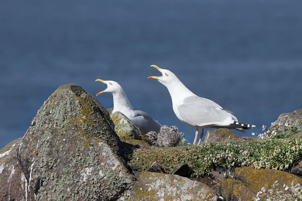 Two Herring Gulls standing on rocks, calling.