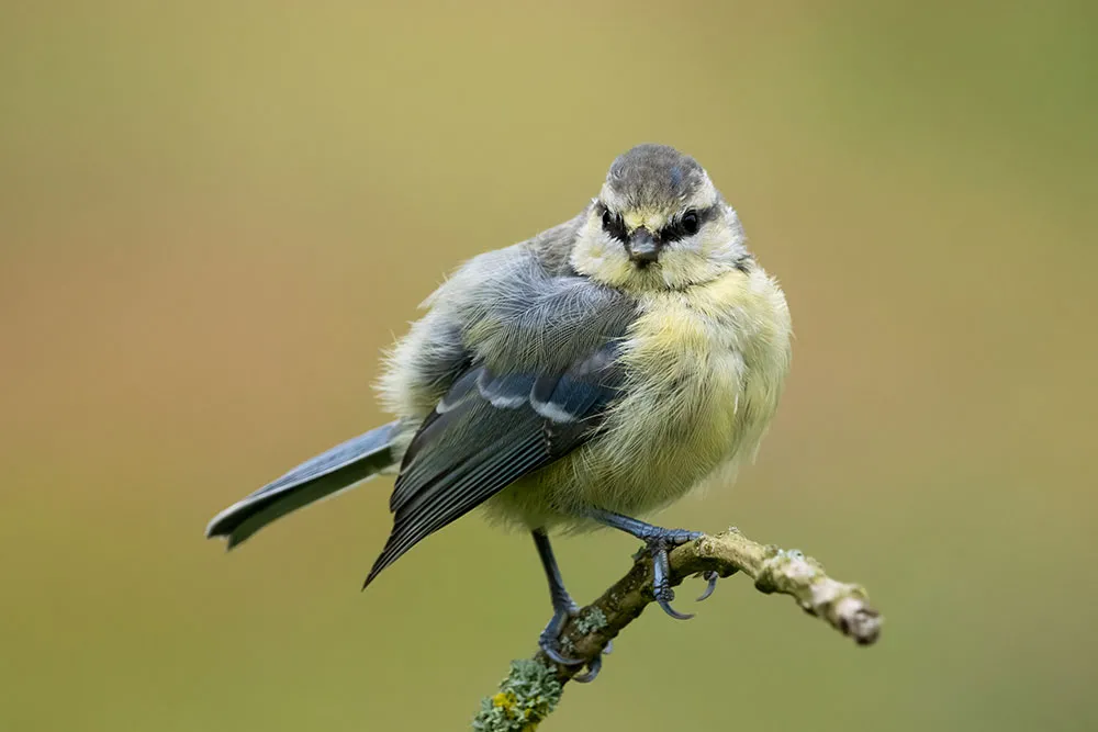 Blue Tit