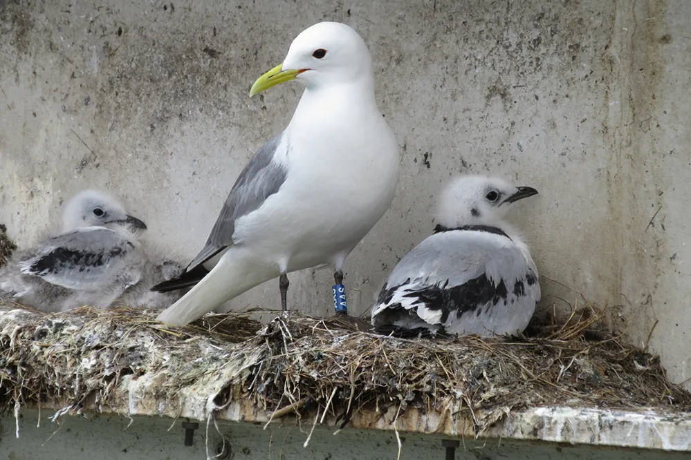 A Kittiwake wearing an engraved colour ring standing on a Kittiwake tower with two chicks lying beside it.
