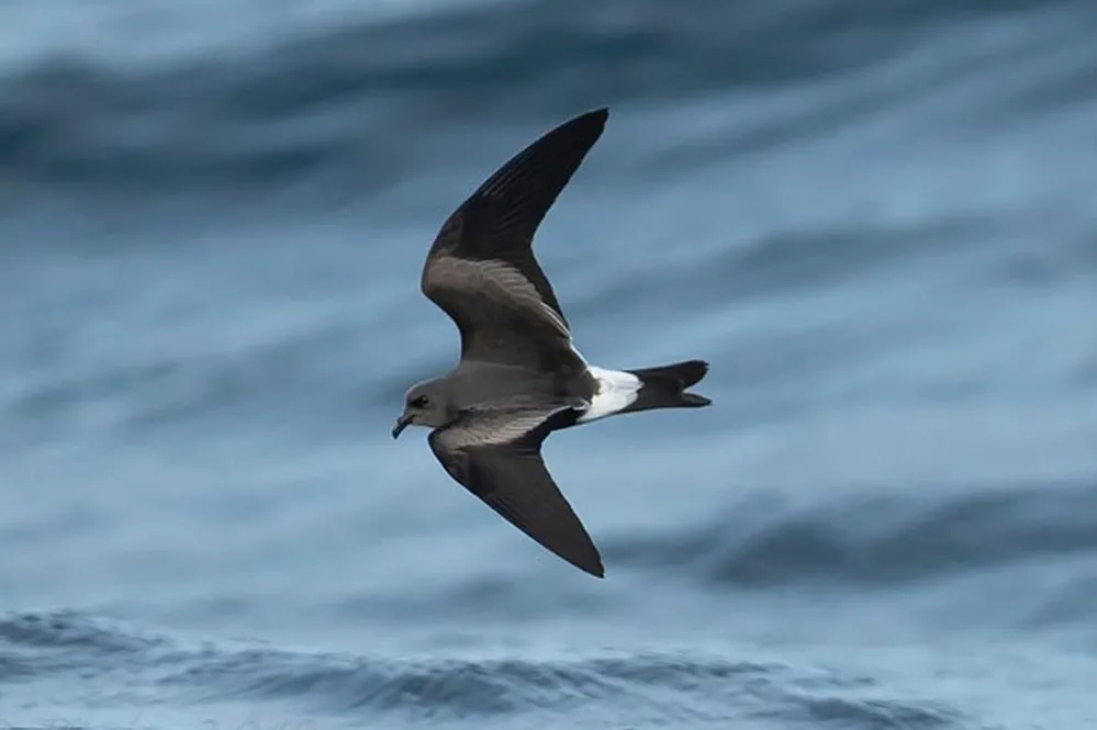Leach's Petrel flying across blue water.