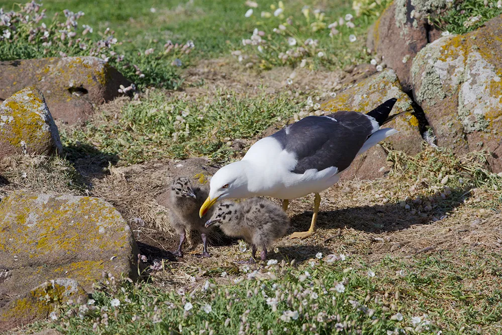 Lesser Black-backed Gull with chicks on a grassy habitat with small boulders.