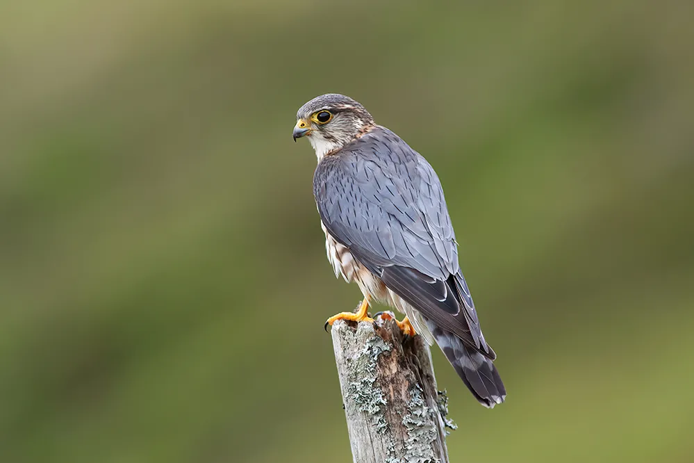 Merlin sitting on a post, by Edmund Fellowes