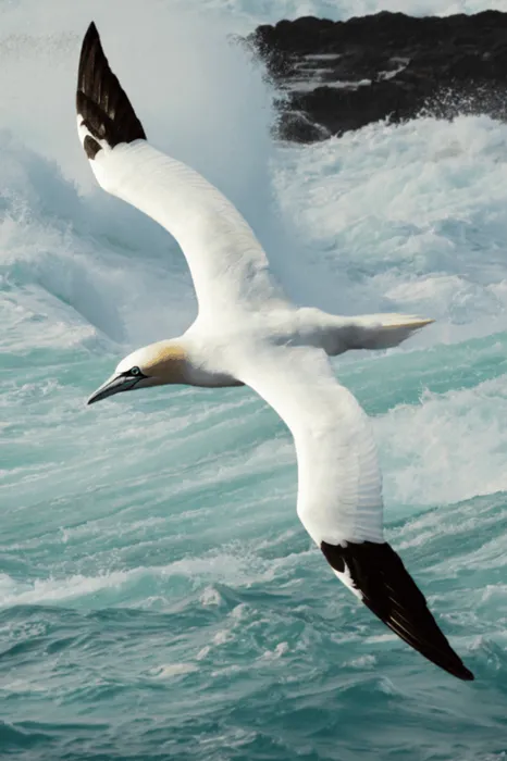 Movetech Telemetry Case Study