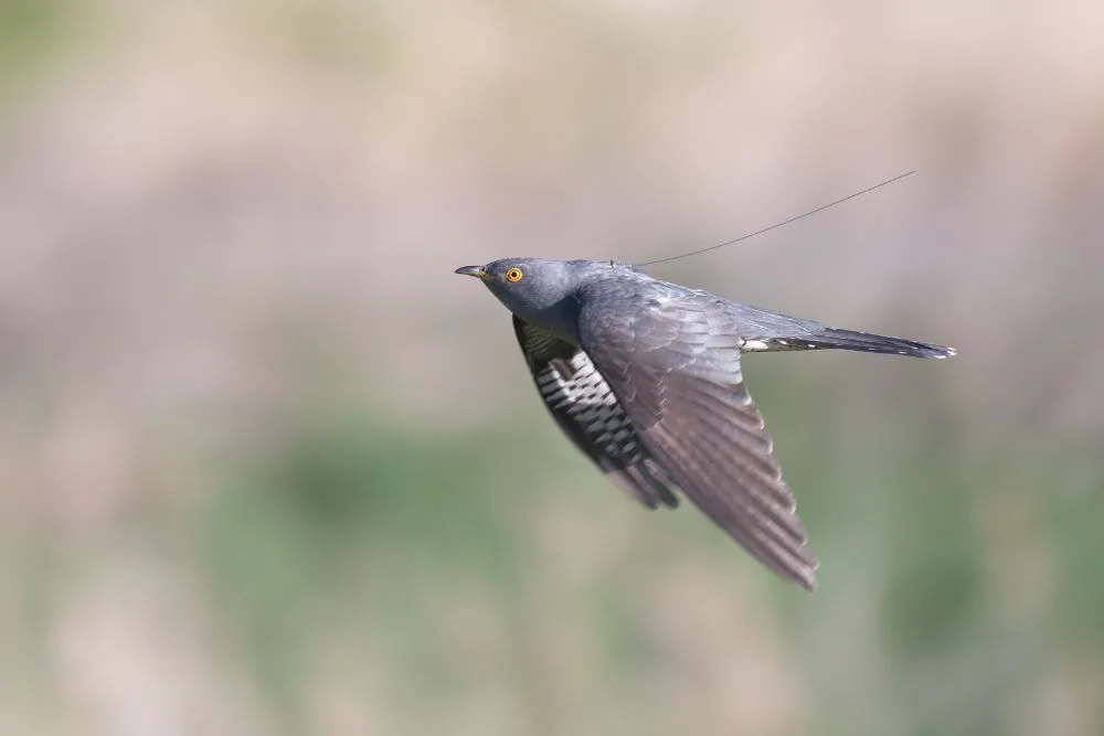 Tagged Cuckoo, by Neil Calbrade / BTO
