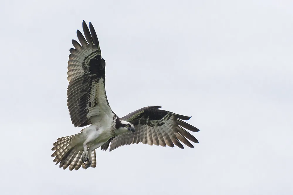 Osprey coming in to land on a nest, by Ruth Walker