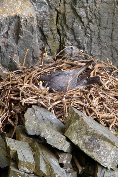 Approaching nests and the law