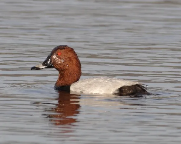 Pochard by John Proudlock