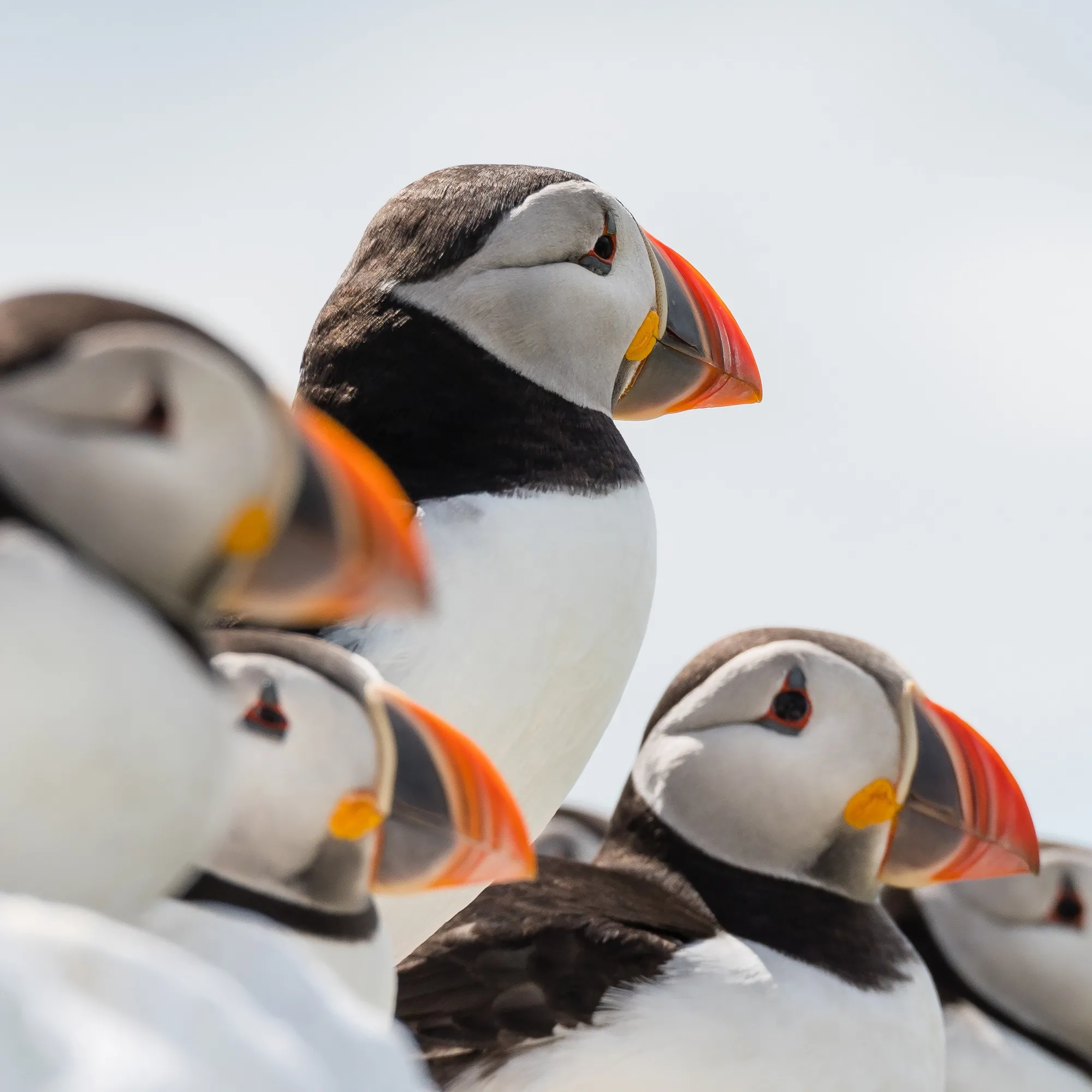 Puffins