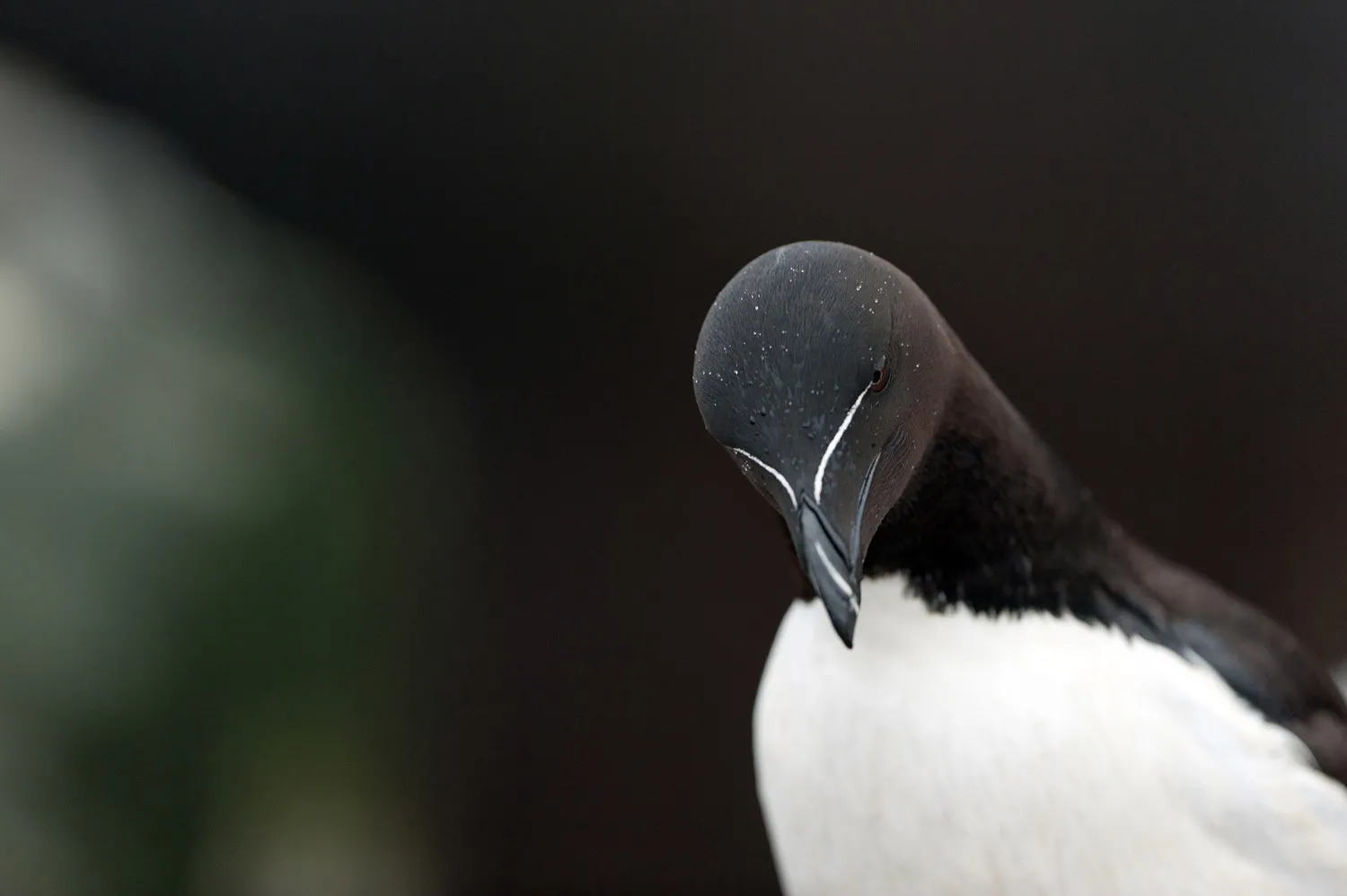 Razorbill, by Sarah Kelman / BTO
