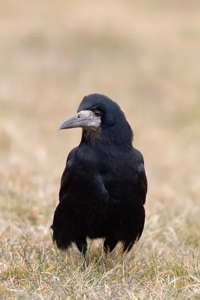 Status and distribution of Rook Corvus frugilegus in Wales in 2022/23