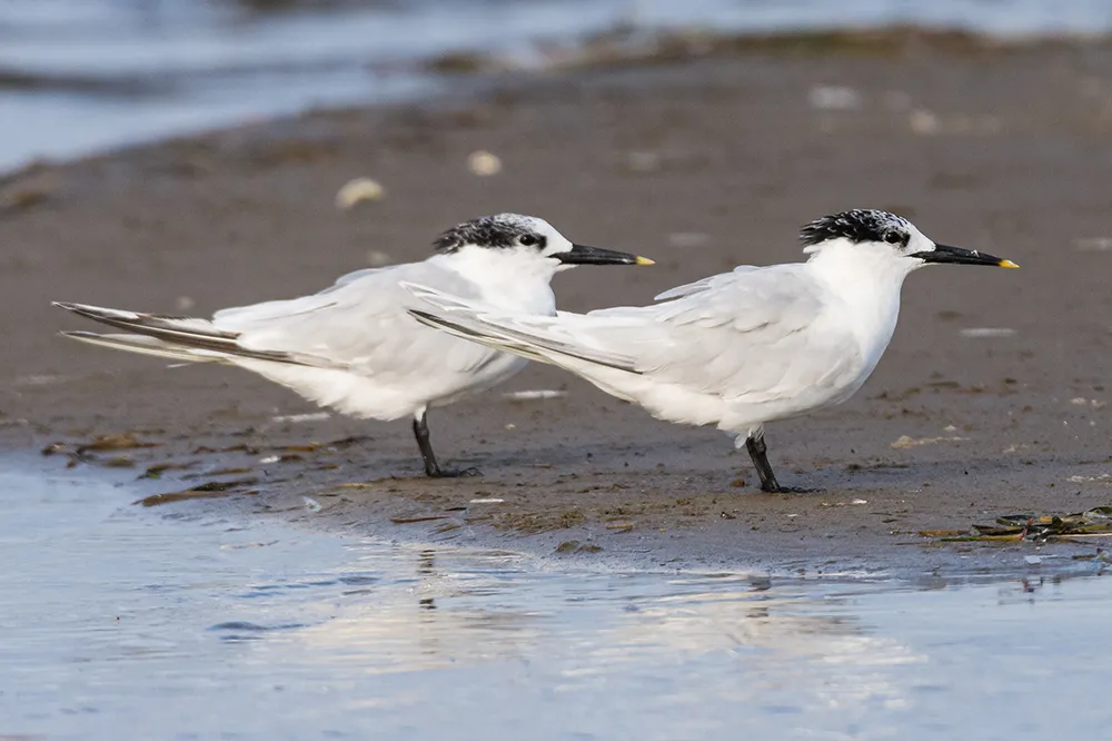 Two Sandwich Terns standing on mud, by Philip Croft / BTO.