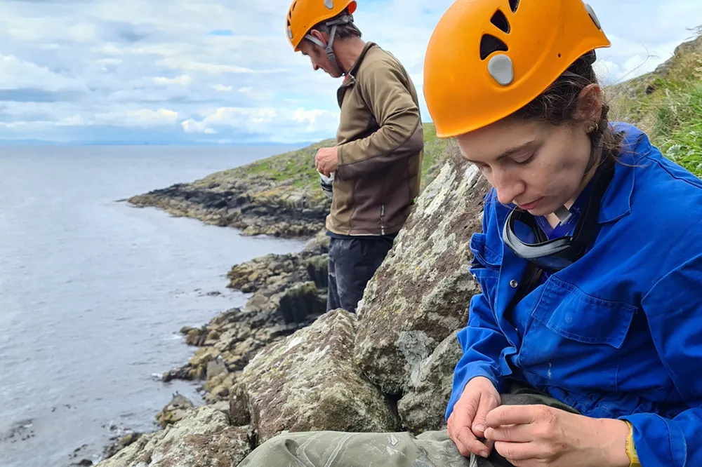Seabird ringing, by Katherine Booth Jones / BTO