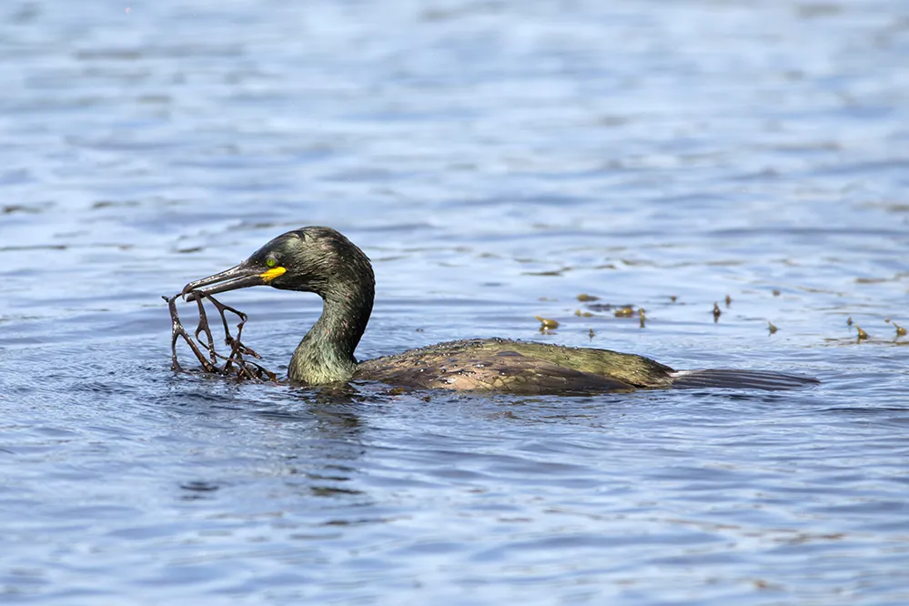 A swimming Shag carrying seaweed, by Edmund Fellowes / BTO.
