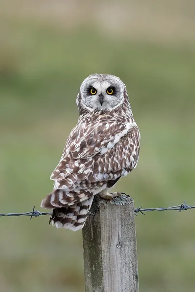 Use of dwarf shrubland–grassland mosaics by a nomadic predatory bird, the Short-eared Owl Asio flammeus