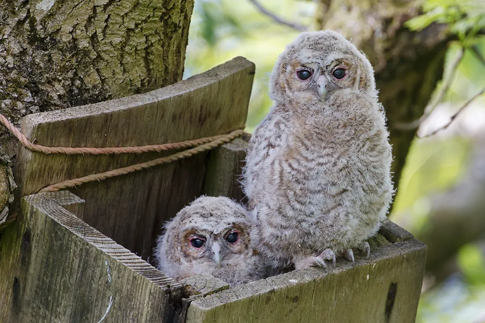Tawny Owl chicks on an open nest box, by Edmund Fellowes / BTO