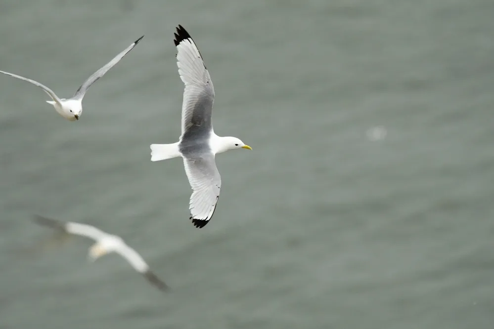 Three Kittiwakes in flight, by Richard Jackson / BTO