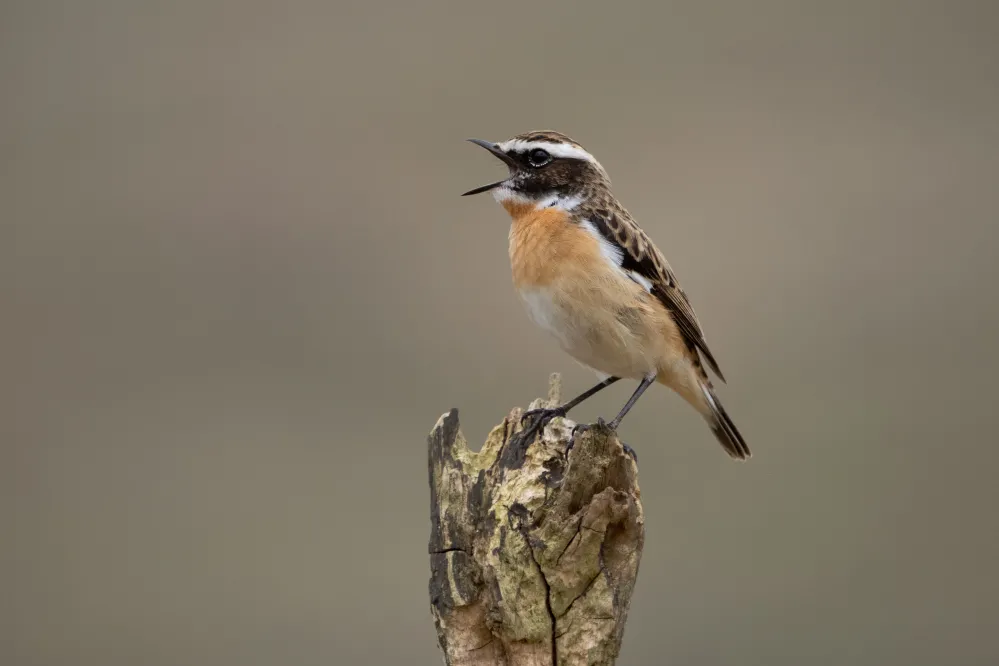 Whinchat, by Edmund Fellowes / BTO