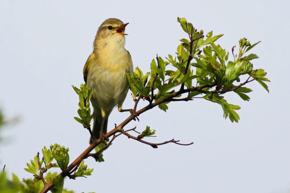 Willow Warbler, by Allan Drewitt / BTO