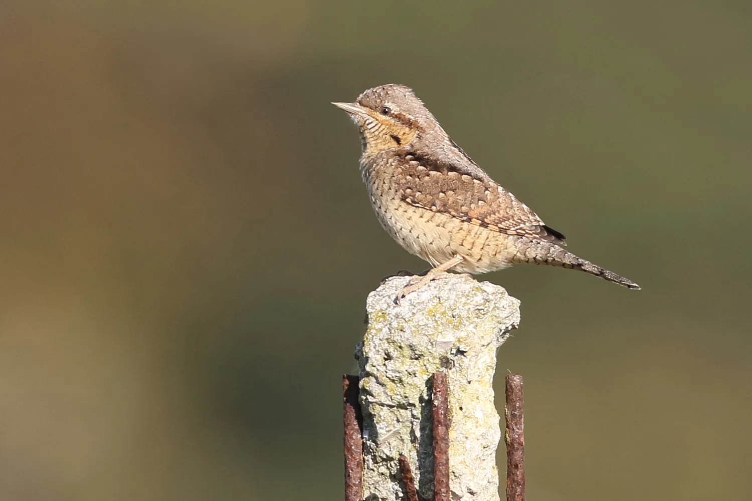 Wryneck, by Liz Cutting / BTO