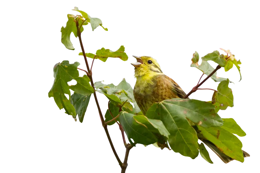 Help us unlock the potential of acoustic monitoring for birds