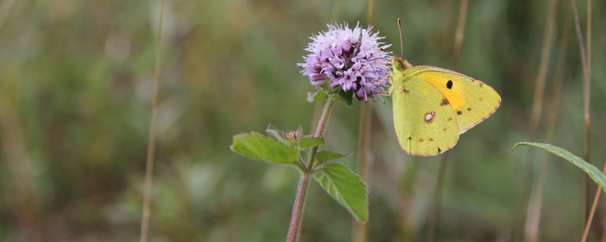 Clouded Yellow. Mike Toms / BTO