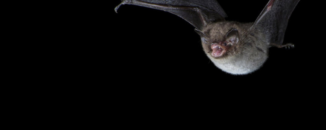 Daubenton's Bat. Paul Colley 