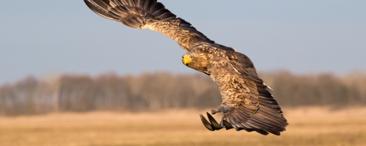 White-tailed Eagle by Edmund Fellowes