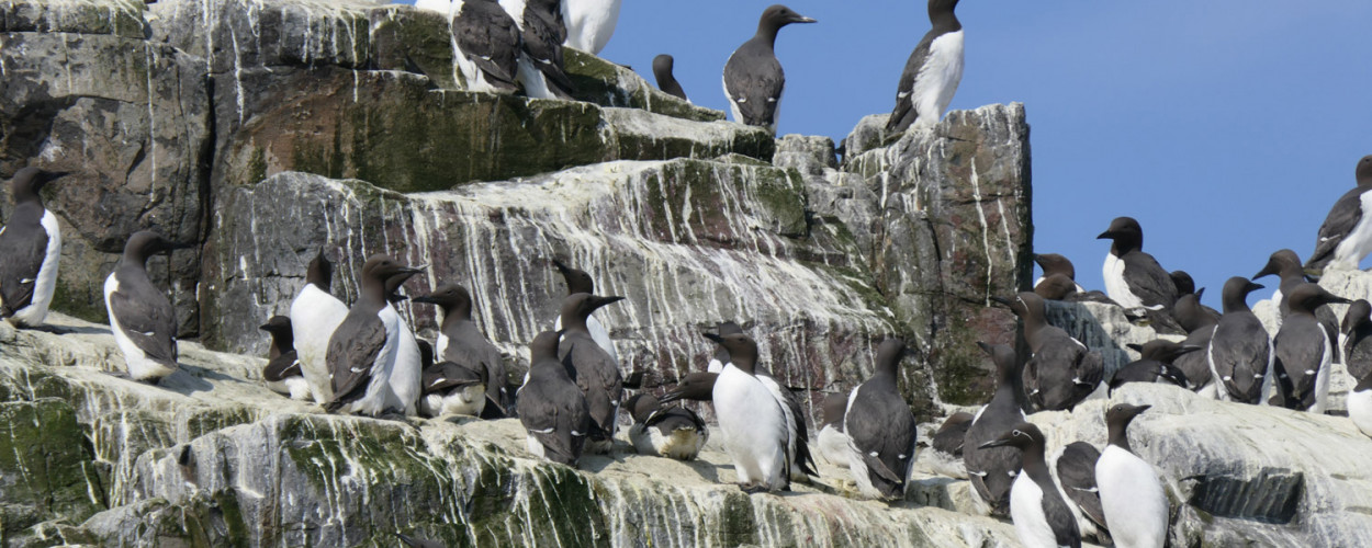A colony of breeding Guillemots. 