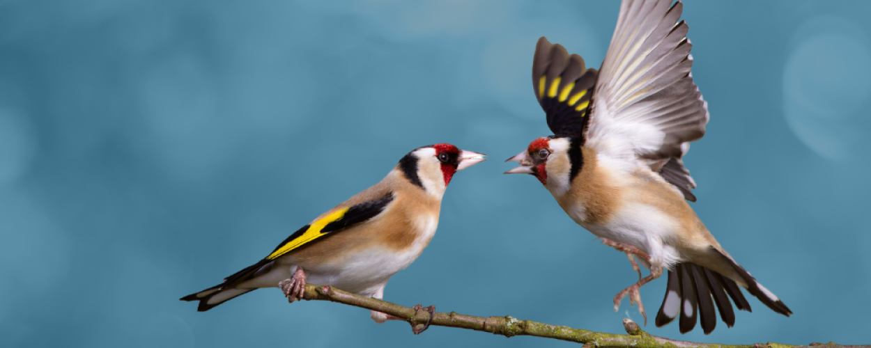Goldfinches, Edmund Fellows