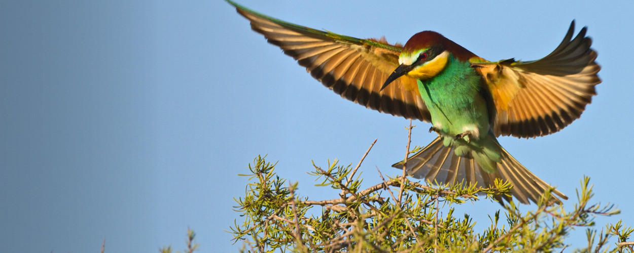 Bee-eater. David Tipling / birdphoto.co.uk