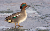 Teal. Photograph by Edmund Fellowes